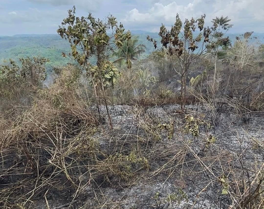 40 ektaryang taniman sa Basilan tinupok ng wildfire